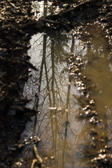 mud in the forest