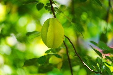 Carambola or Star fruit (shape like a star) on tree