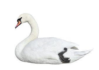 White swan isolated on white background.  Swan bird full length close up