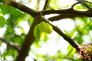 Carambola or Star fruit (shape like a star) on tree