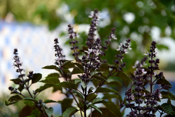 red basil at flower