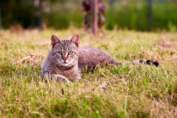 Naklejka na ściany i meble Tabby cat resting in grass