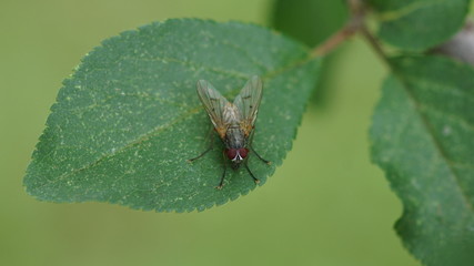 mouche