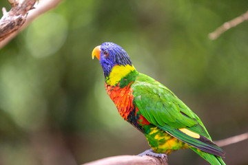 Birds