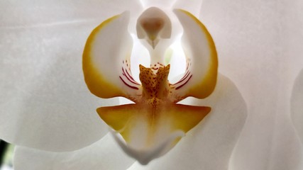 weiße Orchidee Blüte Makro Nahaufnahme