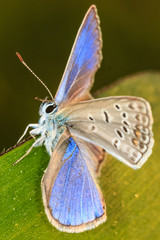 Polyommatus icarus butterfly resting on a green leaf