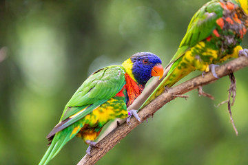Birds