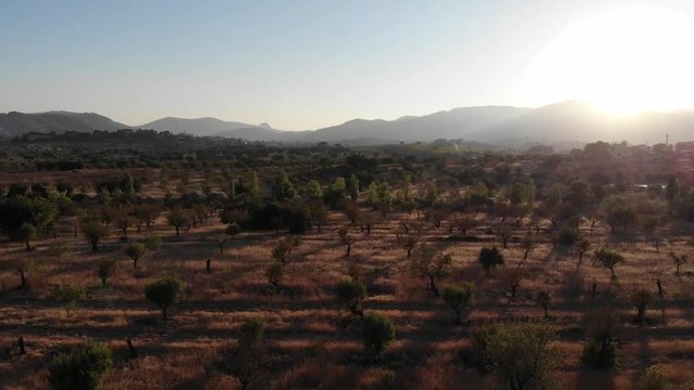 Cultivo almendros, Mallorca, Espa&ntilde;a