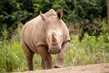 Fototapeta premium Rhino