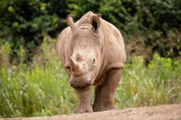 Naklejka premium Rhino