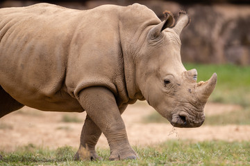Fototapeta premium Rhino