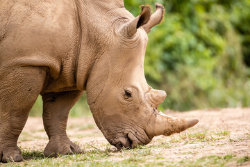 Fototapeta premium Rhino