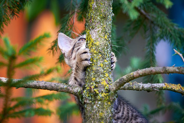 Tabby Cat Climbing A Tree