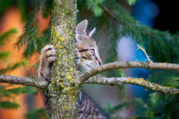 Tabby Cat Climbing A Tree