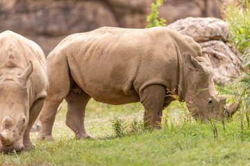 Fototapeta premium Rhino