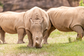 Obraz premium Rhino