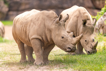 Fototapeta premium Rhino