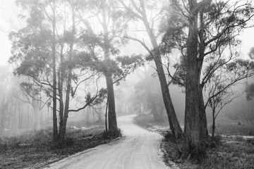 Tasmanian Backroad