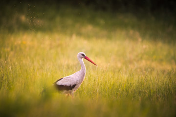 Fototapeta premium White stork on a meadow