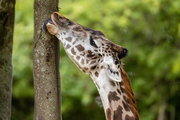 Giraffe