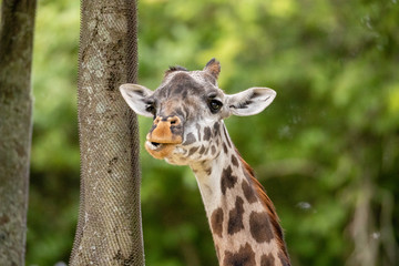 Giraffe