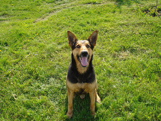 Rex