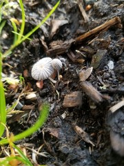 Nature of the Pacific Northwest