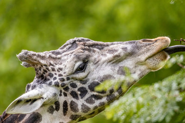 Giraffe
