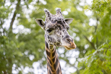 Giraffe
