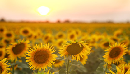 Fototapeta premium Sunflowers flowering plants on field background of sunset sky