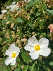 Nature of the Pacific Northwest