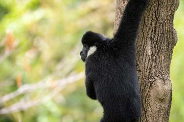 Obraz premium Monkey