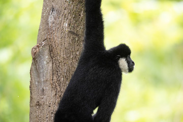 Obraz premium Monkey
