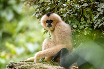 Monkey