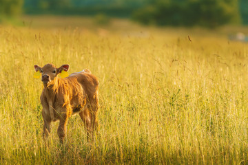 Calf on pasture