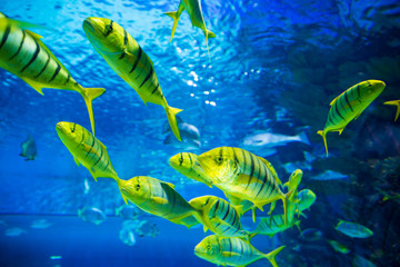 Fototapeta na wymiar Yellow fish underwater