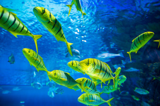Yellow fish underwater