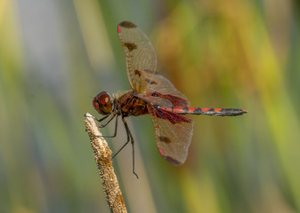 Calico Pennant