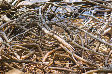 Dried branches on the Cocoa beach martinique.