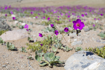 From time to time rain comes to Atacama Desert, when that happens thousands of flowers grow along...