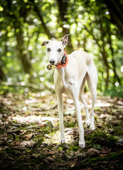 The Whippet