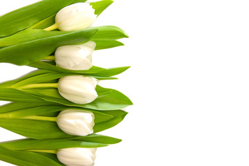 white tulips with green leaves on a white background. birthday. mothers Day. Christmas. Valentine's Day.