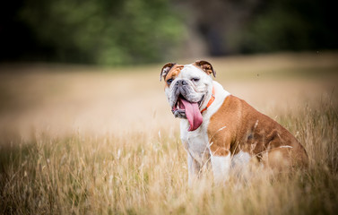 The English Bulldog