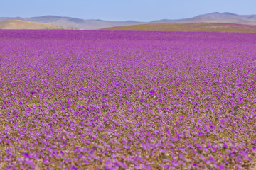 From time to time rain comes to Atacama Desert, when that happens thousands of flowers grow along...