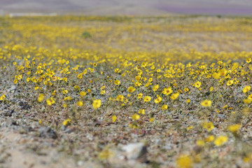 From time to time rain comes to Atacama Desert, when that happens thousands of flowers grow along the desert from seeds that are from hundreds of years ago, amazing the 