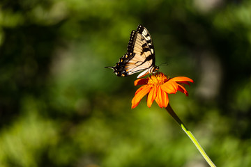 An Eastern Tiger Swallowtail butterfly on an orange flower.