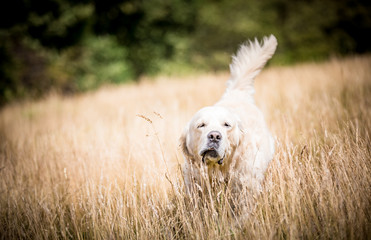The Golden Retriever