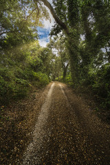 Estrada de terra na floresta