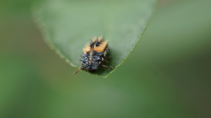 coccinelle