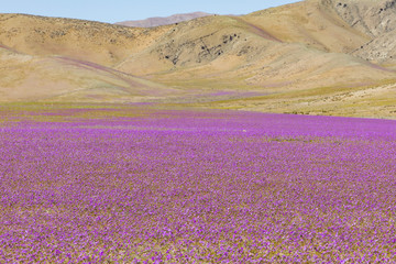 From time to time rain comes to Atacama Desert, when that happens thousands of flowers grow along the desert from seeds that are from hundreds of years ago, amazing the "Desierto Florido" phenomenom